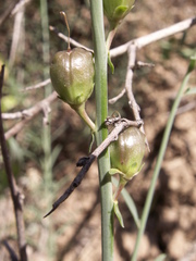 Linaria transiliensis