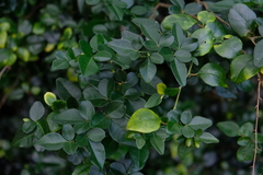 Triphasia trifolia
