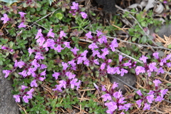 Thymus reverdattoanus