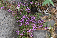 Thymus reverdattoanus
