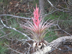 Tillandsia parryi