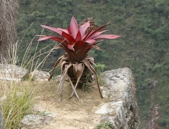 Tillandsia machupicchuensis
