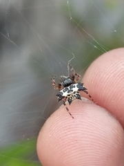 Gasteracantha kuhli