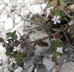 Chaenostoma hispidum