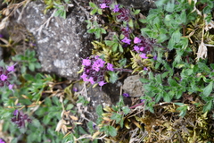 Thymus reverdattoanus