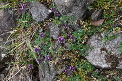 Thymus reverdattoanus