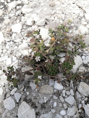 Chaenostoma hispidum