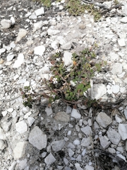 Chaenostoma hispidum