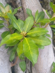 Ficus burkei