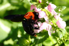 Xylocopa flavorufa
