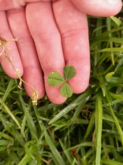 Trifolium burchellianum