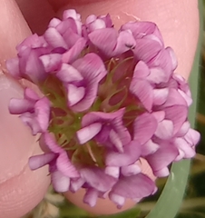Trifolium burchellianum