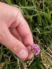 Trifolium burchellianum