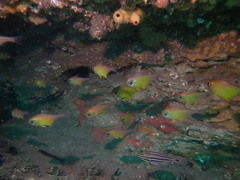 Pempheris affinis