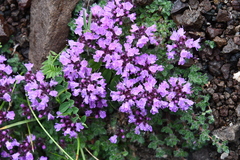 Thymus reverdattoanus