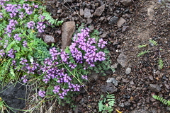 Thymus reverdattoanus