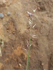 Melica decumbens