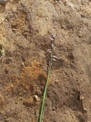Melica decumbens