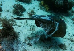 Trygonoptera testacea