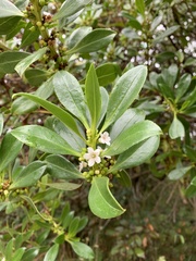 Myoporum