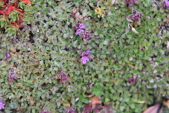 Thymus extremus