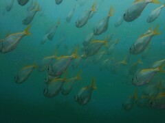 Schuettea scalaripinnis