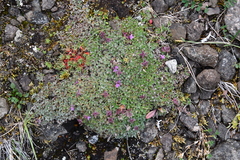 Thymus extremus