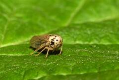 Macropsis