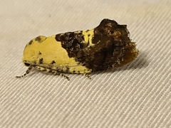 Hypertropha chlaenota