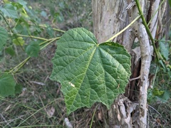 Hibiscus diversifolius