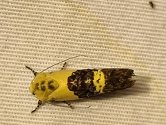 Hypertropha chlaenota