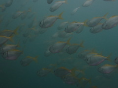 Schuettea scalaripinnis