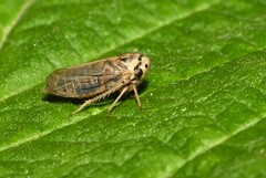 Macropsis