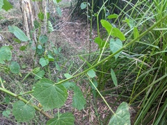 Hibiscus diversifolius