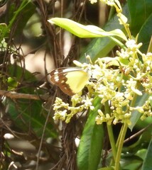 Appias paulina