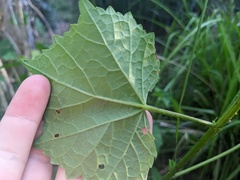 Hibiscus diversifolius