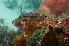 Meuschenia trachylepis