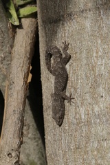 Mediodactylus orientalis
