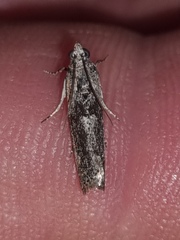 Sciota melanostyla