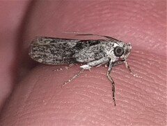 Sciota melanostyla