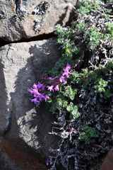 Thymus extremus