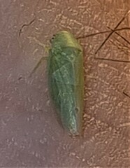 Batracomorphus