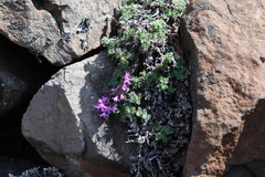 Thymus extremus