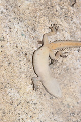 Mediodactylus orientalis
