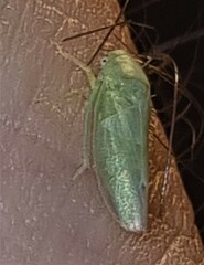 Batracomorphus