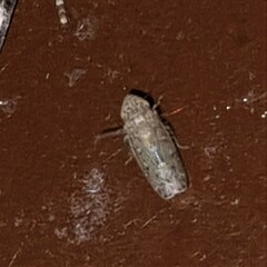 Deltocephalini