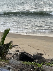 Himantopus himantopus