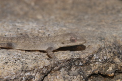 Mediodactylus orientalis