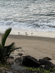 Himantopus himantopus