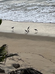 Himantopus himantopus